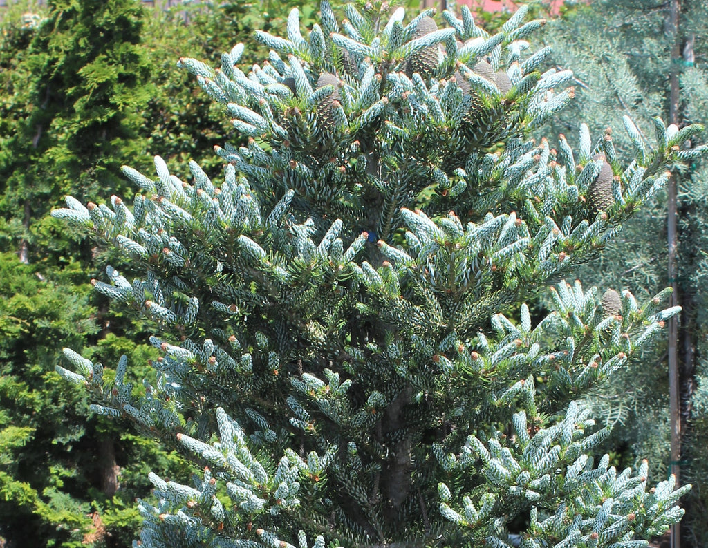 Abies koreana 'Horstmann's Silberlocke' (CG)