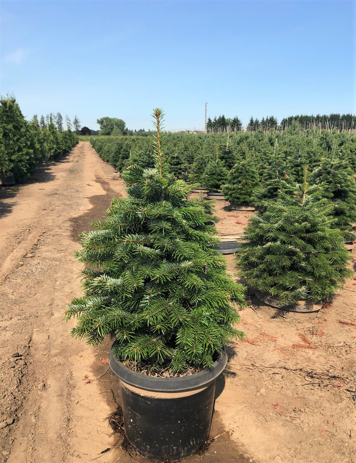 Abies nordmanniana