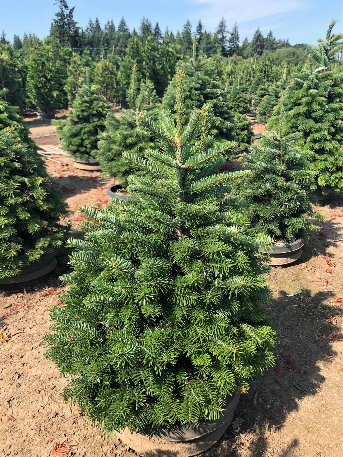 Abies nordmanniana