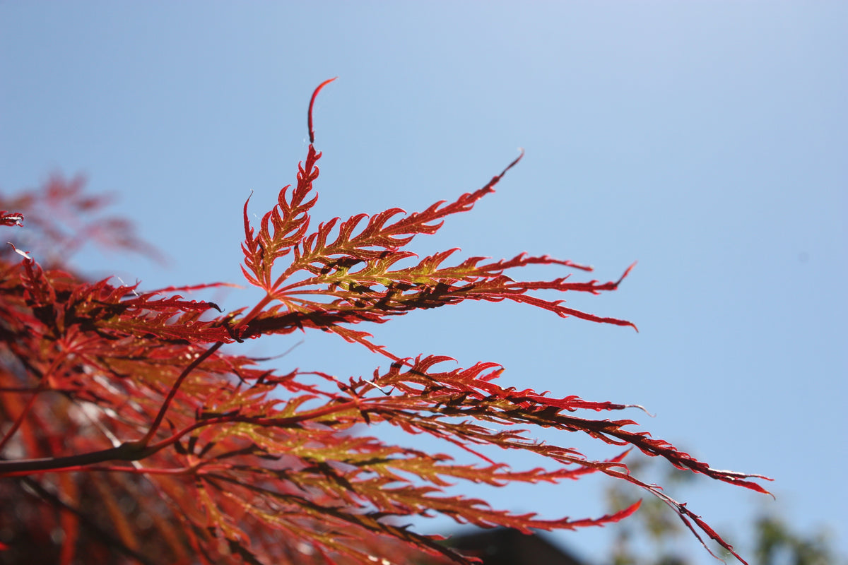 Acer pd. 'Crimson Queen'