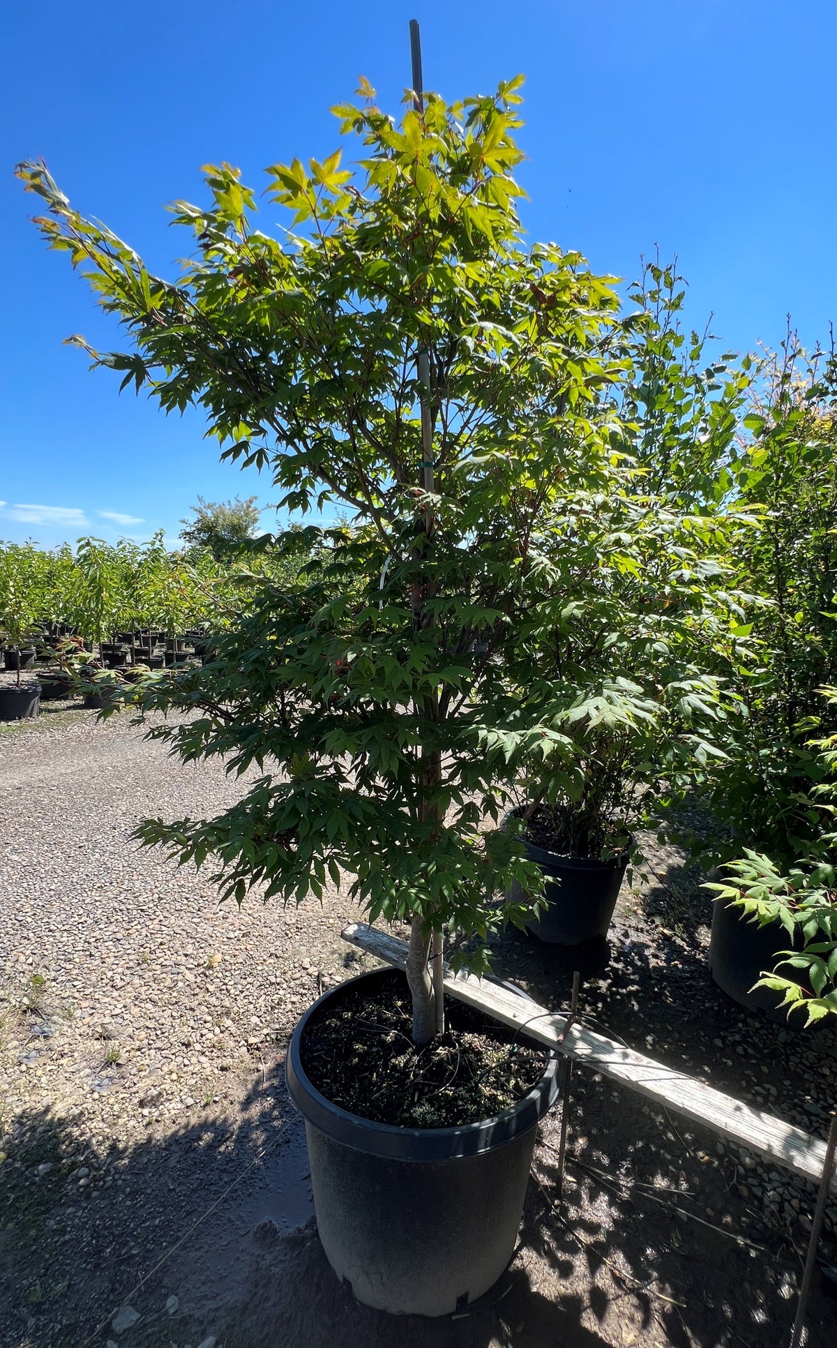 Acer palmatum 'Korean Gem'
