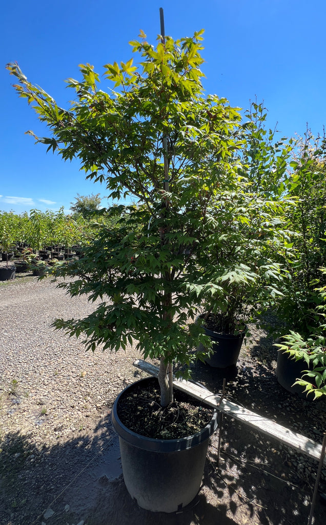 Acer palmatum 'Korean Gem' (CG)