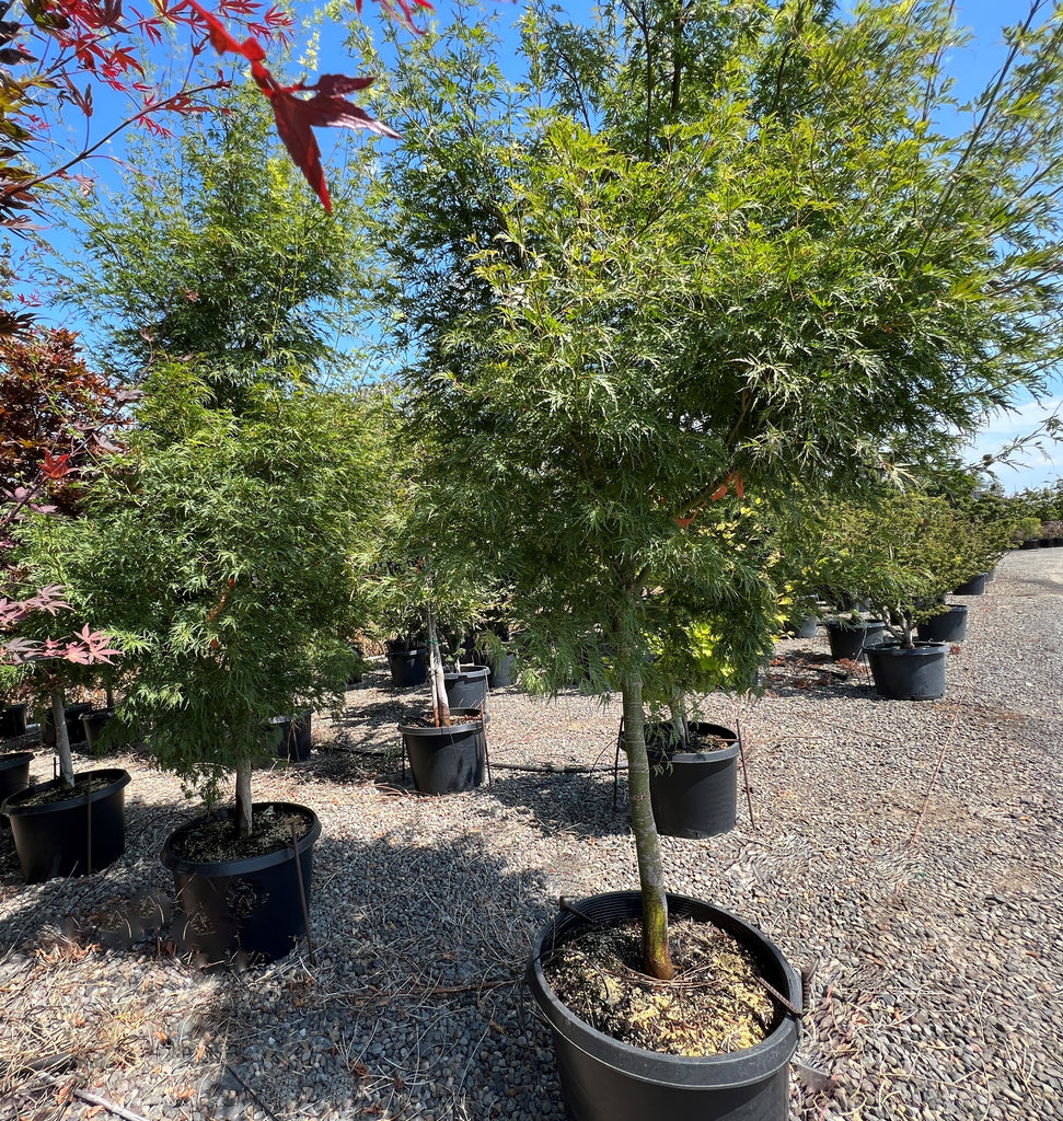 Acer palmatum 'Seiryu' (CG)