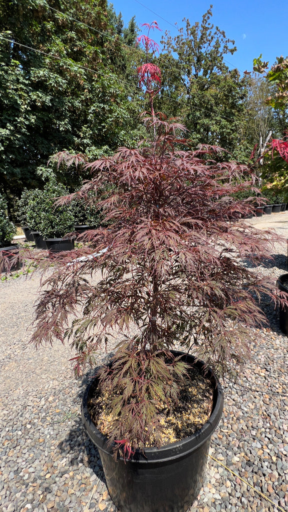 Acer pd. 'Crimson Queen' (BBP)