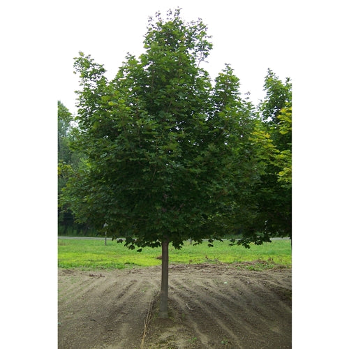 Acer pl. 'Emerald Lustre'®