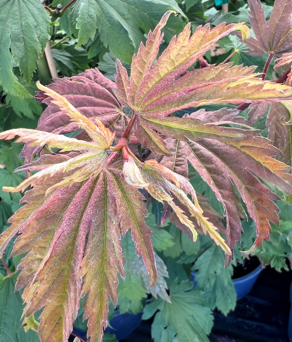 Acer japonicum 'Itaya'
