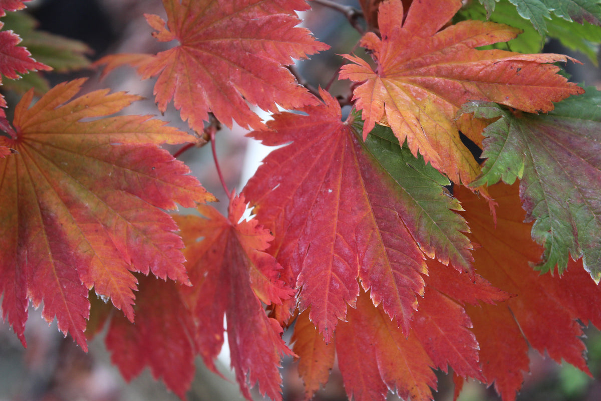 Acer japonicum 'Meigetsu'