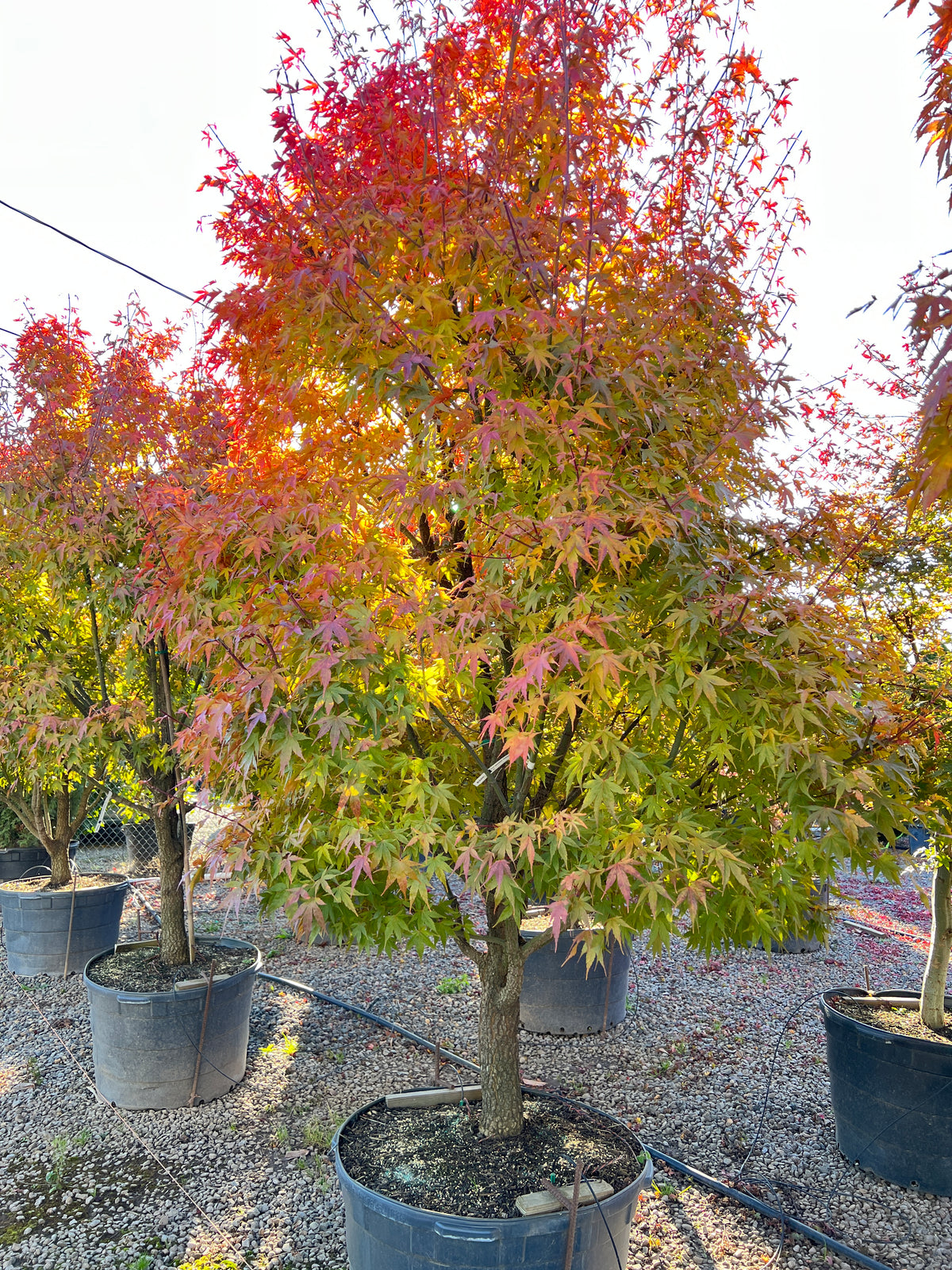 Acer palmatum 'Nishiki gawa'