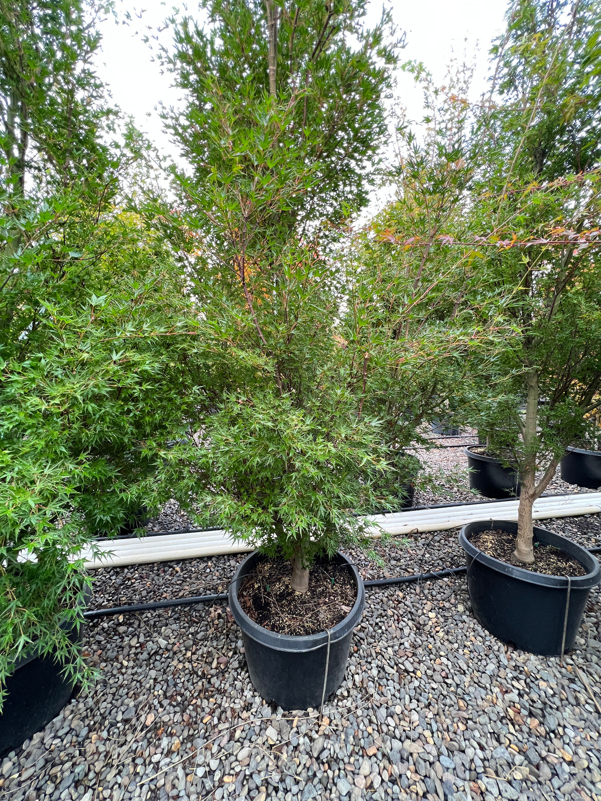 Acer palmatum 'Okushimo'