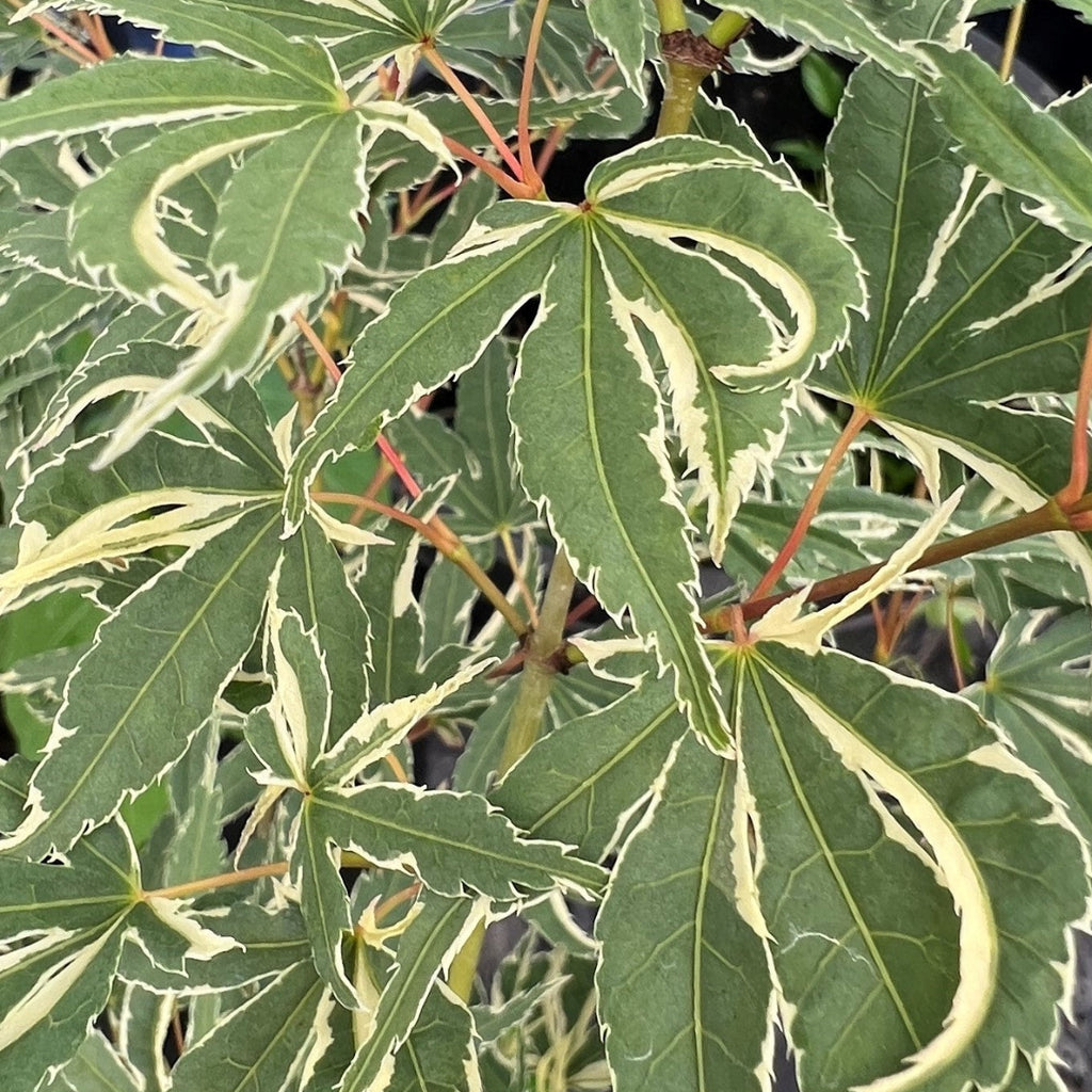 Acer palmatum 'Butterfly' (CG)
