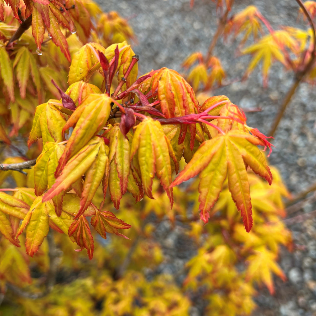 Acer palmatum 'Calico' (CG)