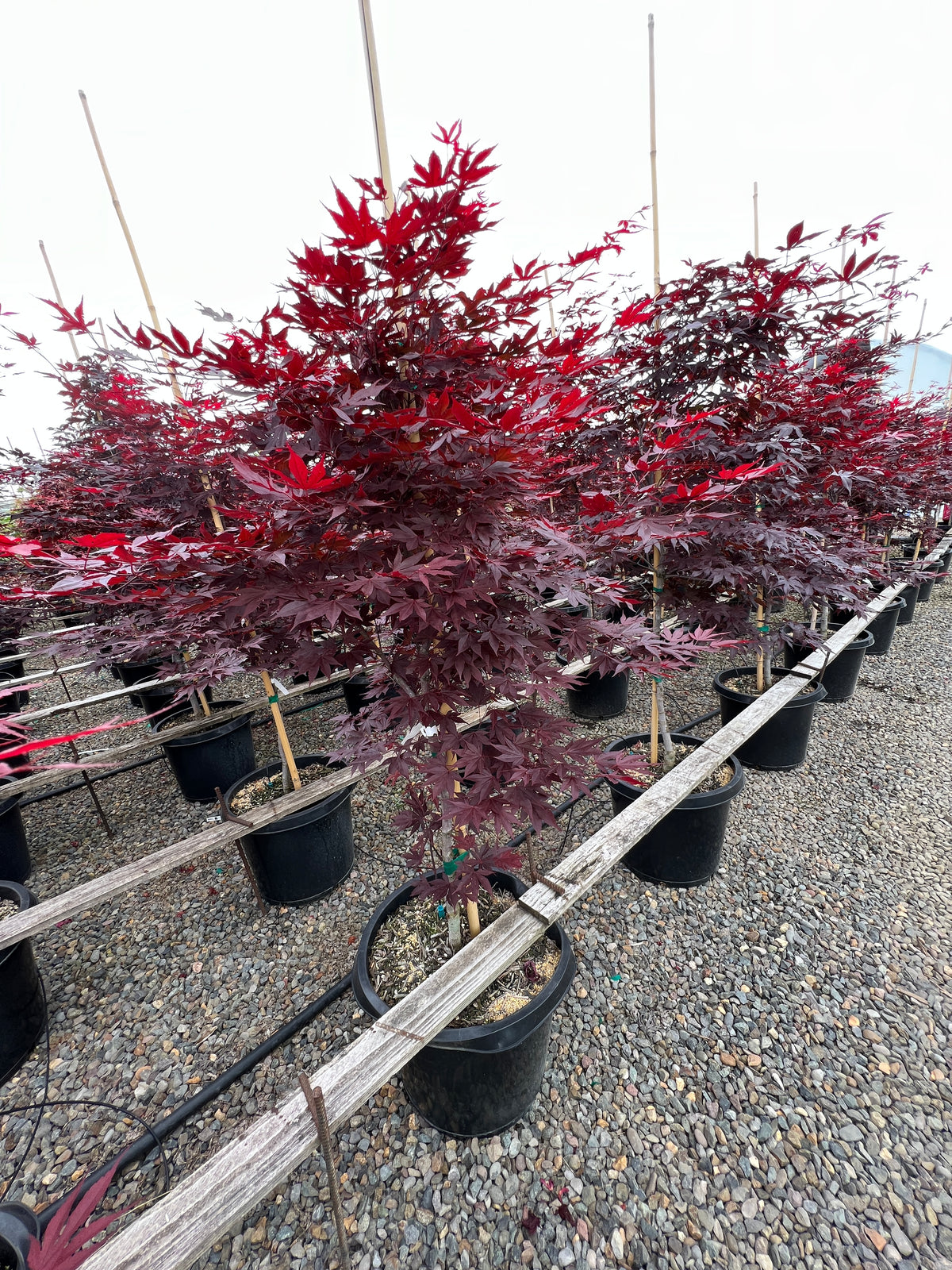 Acer palmatum 'Fireglow'