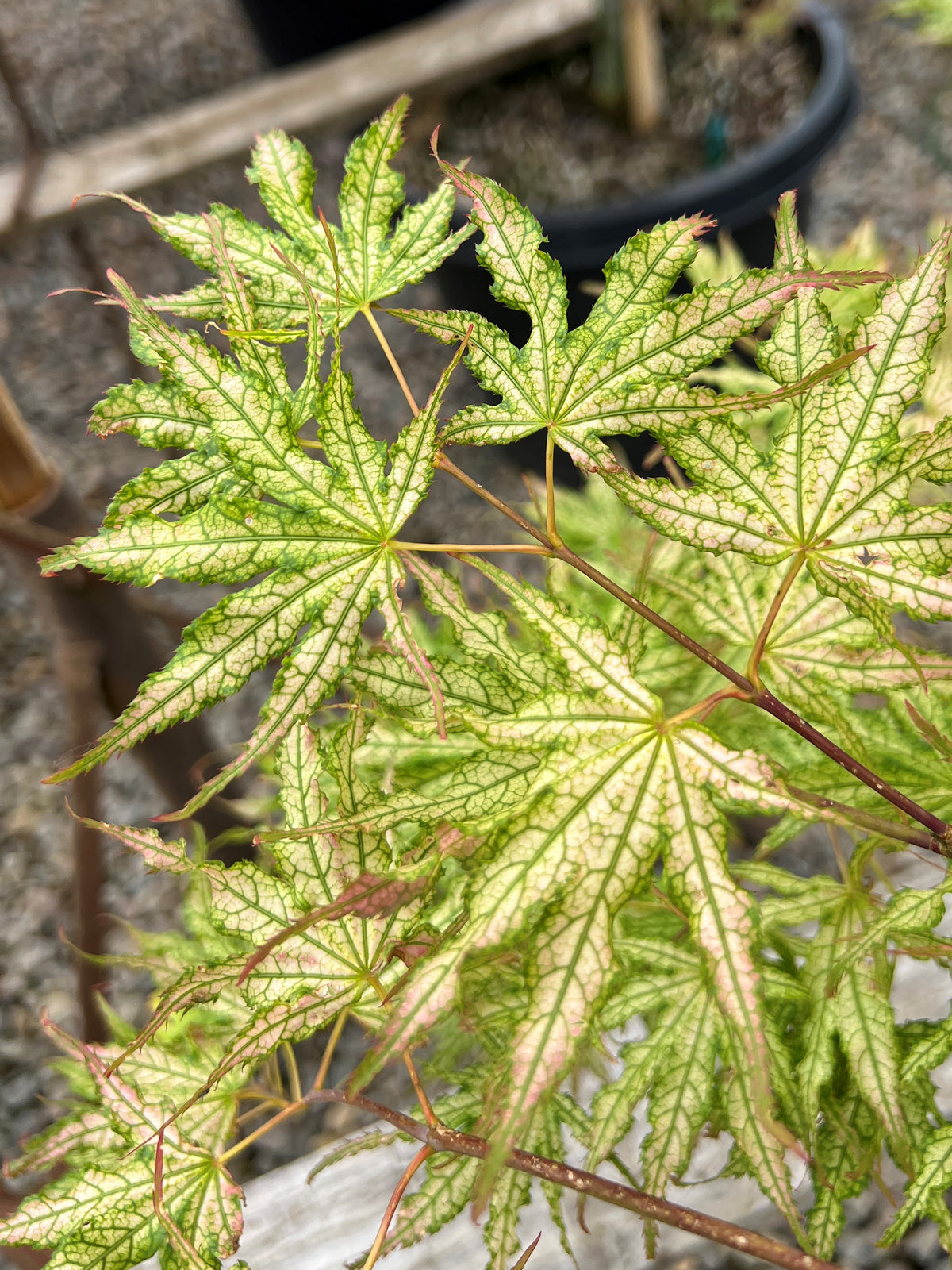 Acer palmatum 'First Ghost'