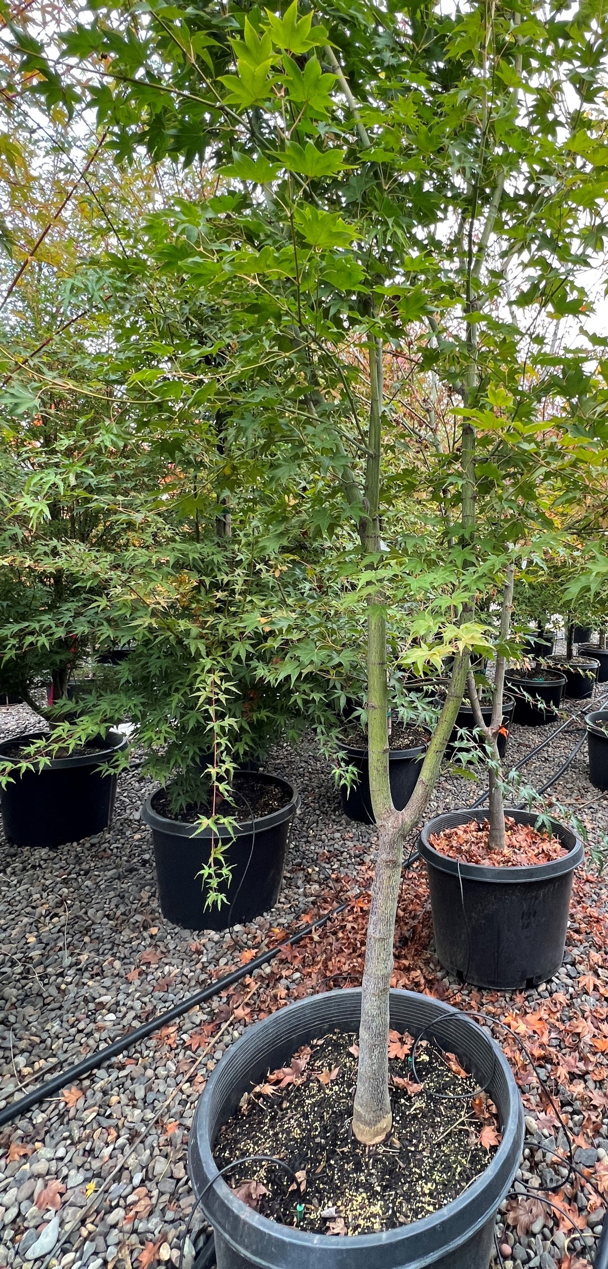 Acer palmatum 'Hogyoku'