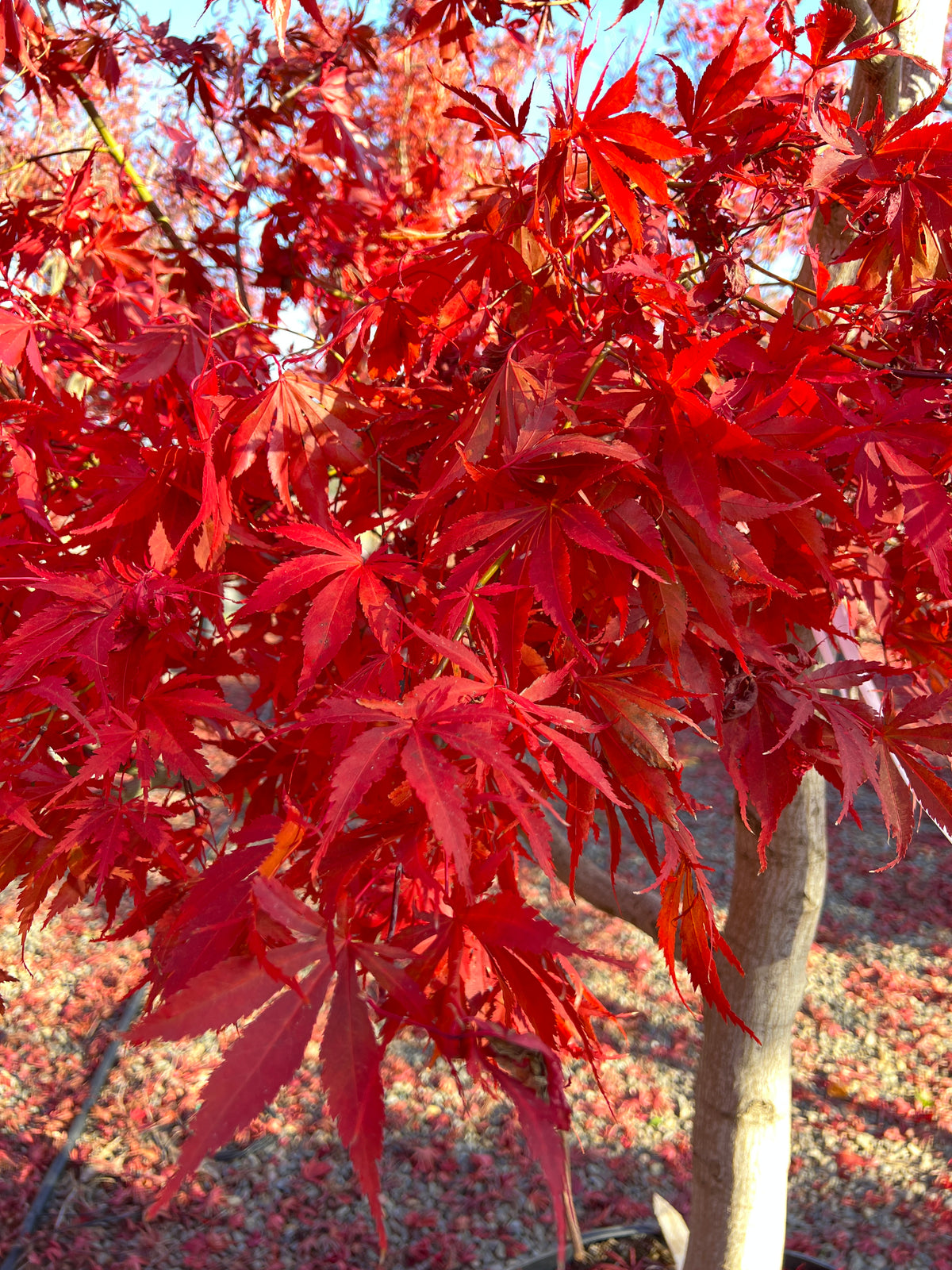 Acer palmatum 'Inazuma'