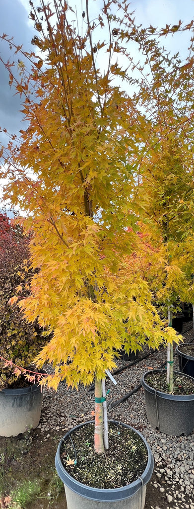 Acer palmatum 'Japanese Sunrise' (CG)