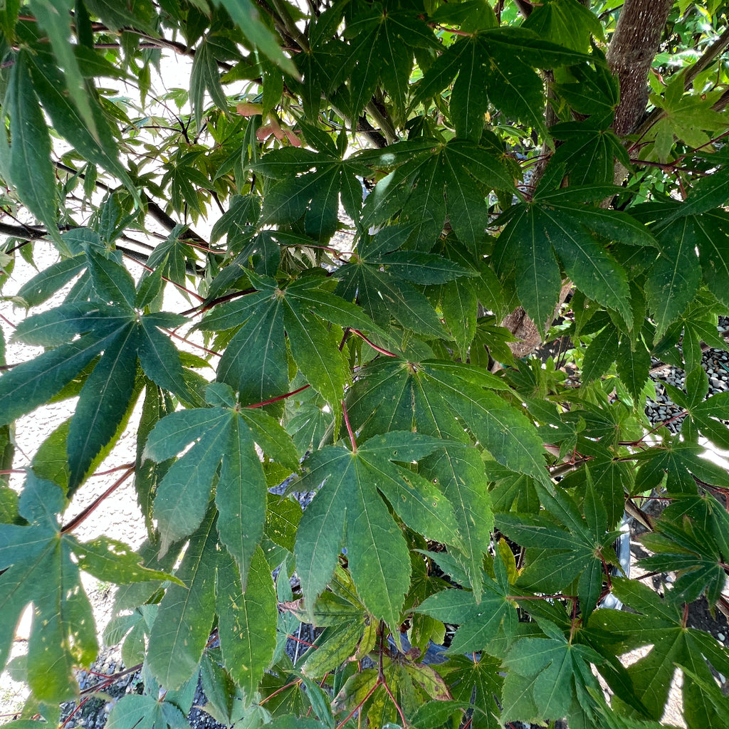 Acer palmatum 'Korean Gem' (CG)