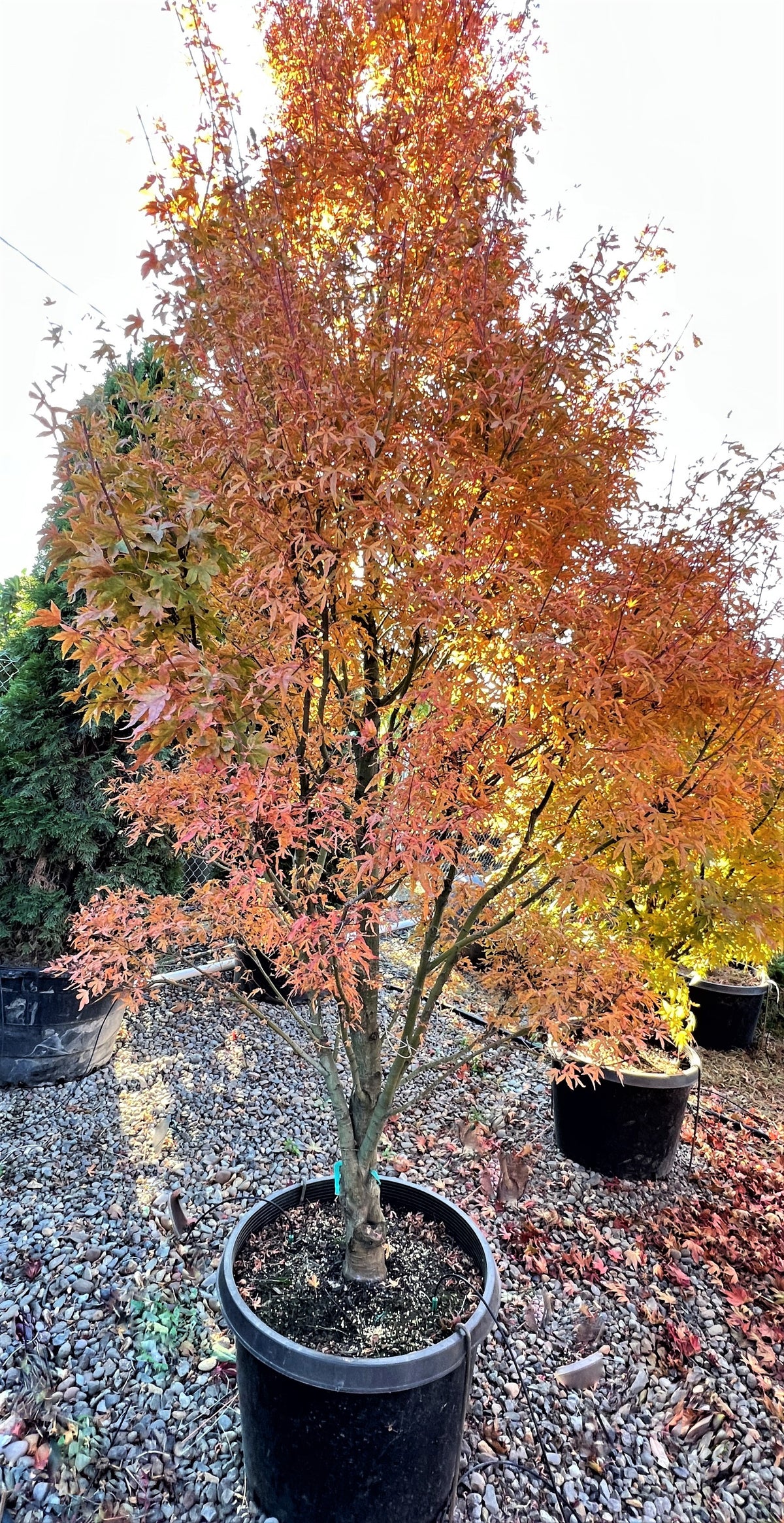 Acer palmatum 'Tennyo no hoshi'