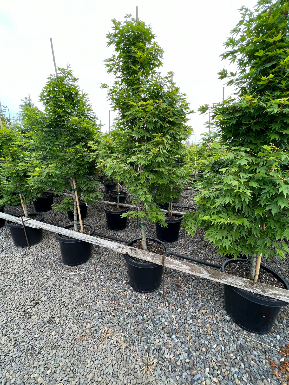 Acer palmatum 'Tobiosho'