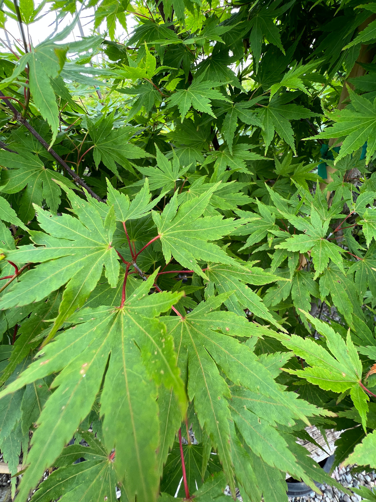 Acer palmatum 'Tobiosho'