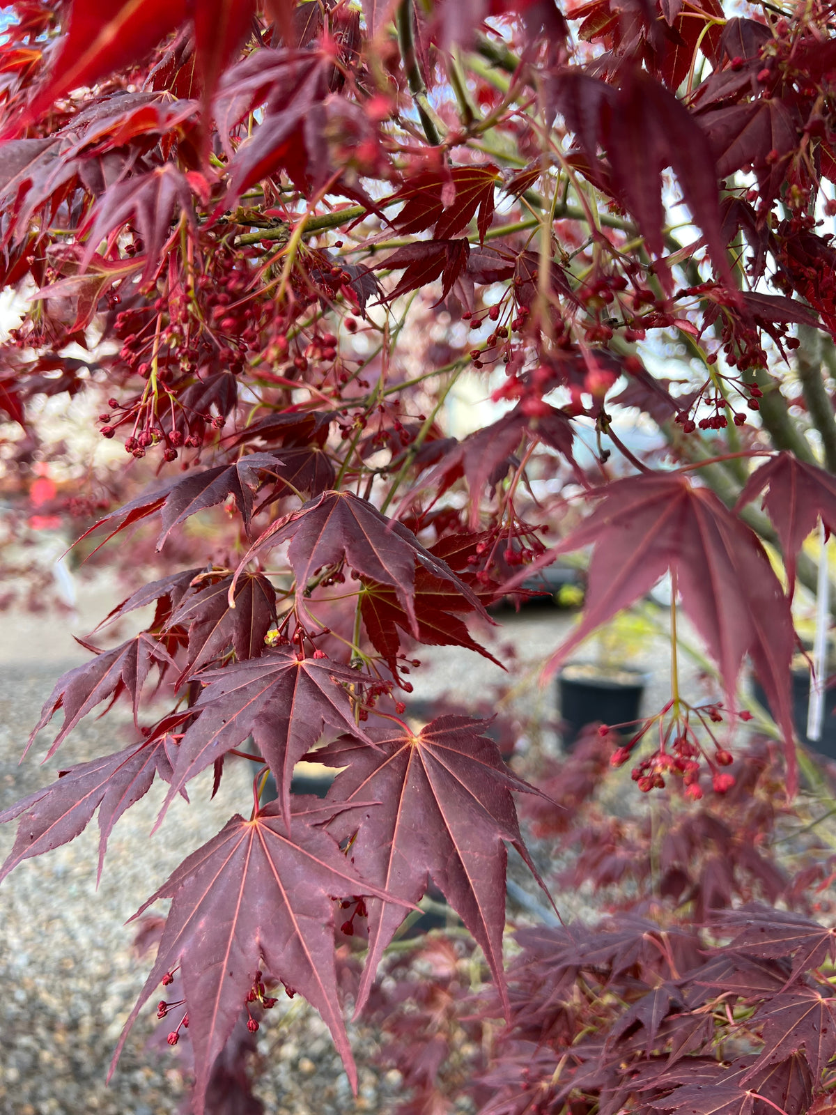 Acer palmatum 'Tsukushigata'