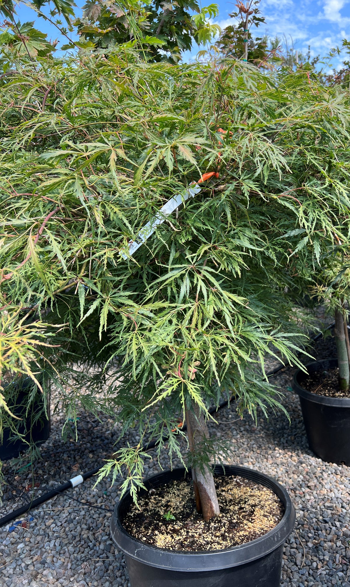 Acer pd. 'Autumn Fire'