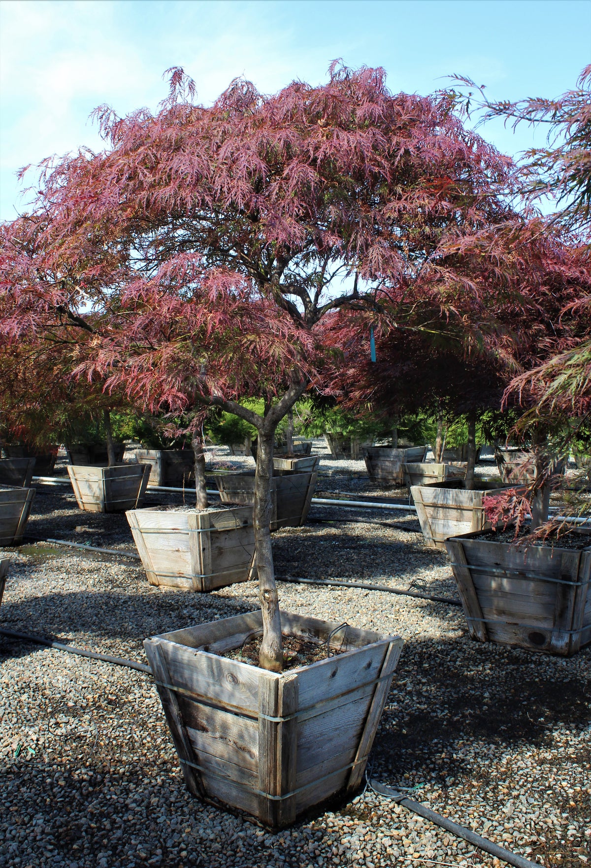 Acer pd. 'Inaba shidare'