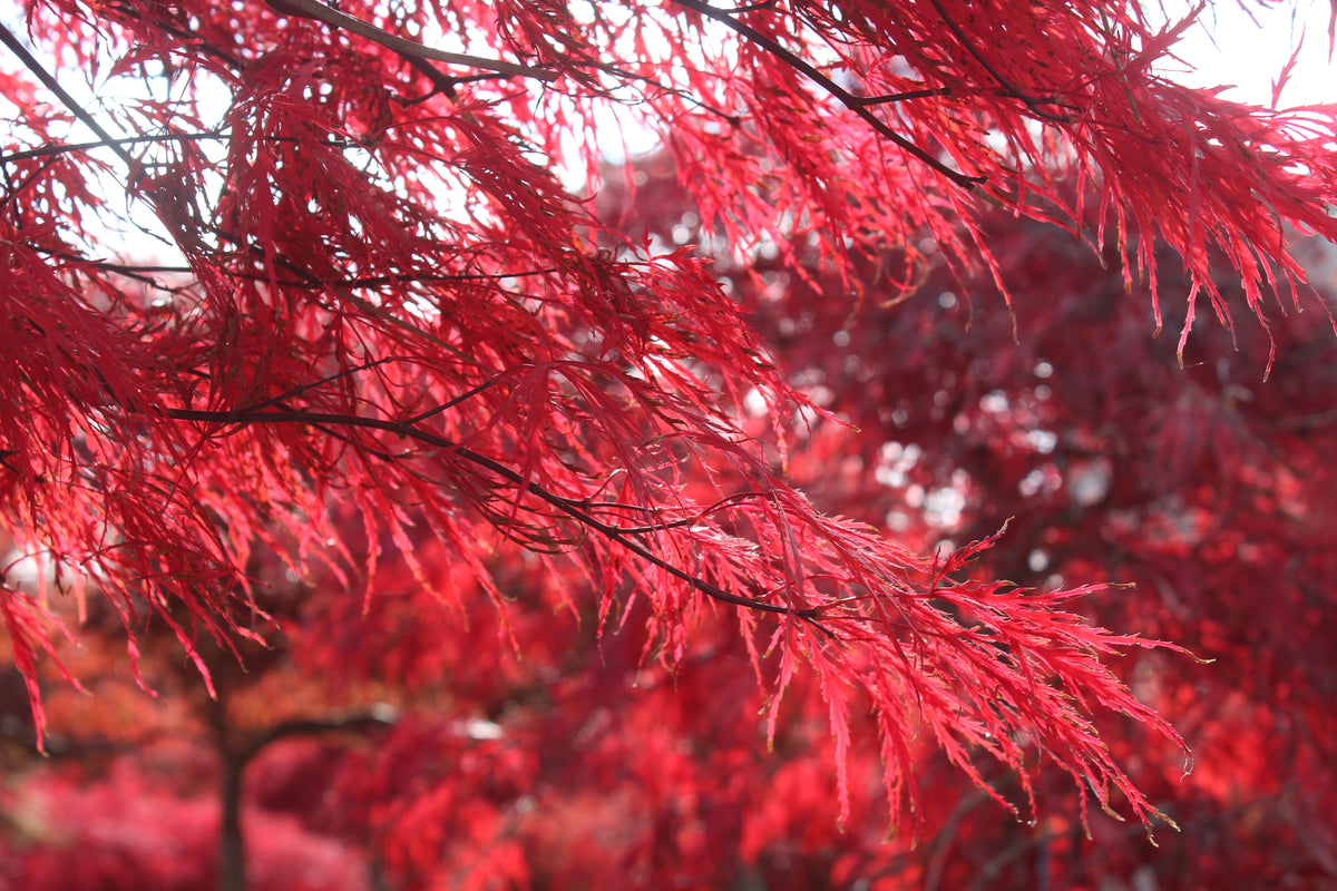 Acer pd. 'Inaba shidare'