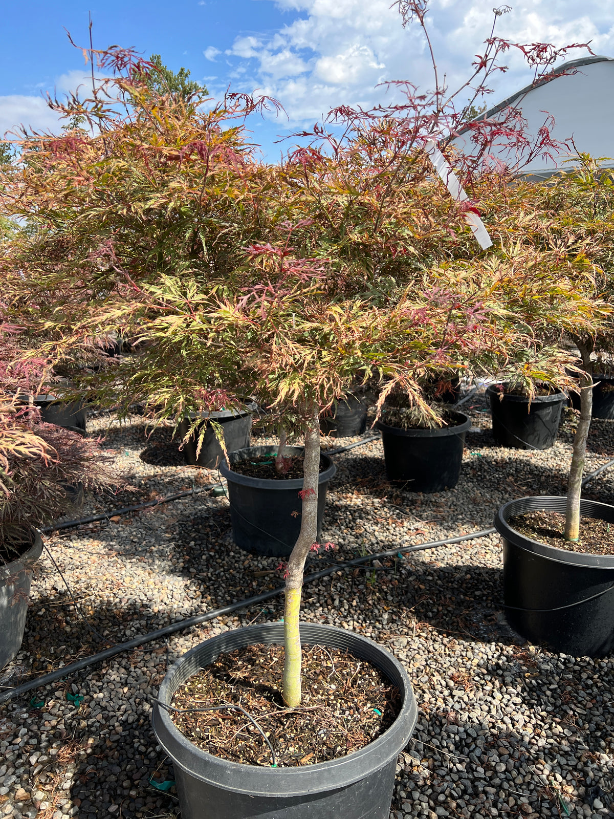 Acer pd. 'Lionheart'