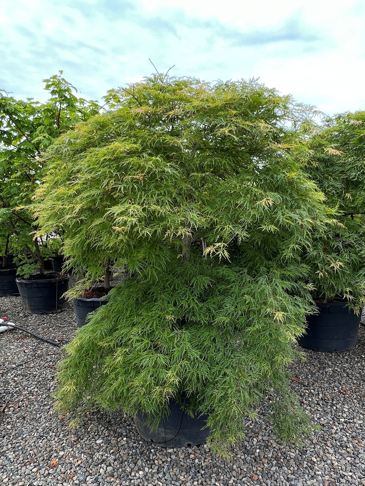 Acer pd. 'Viridis'