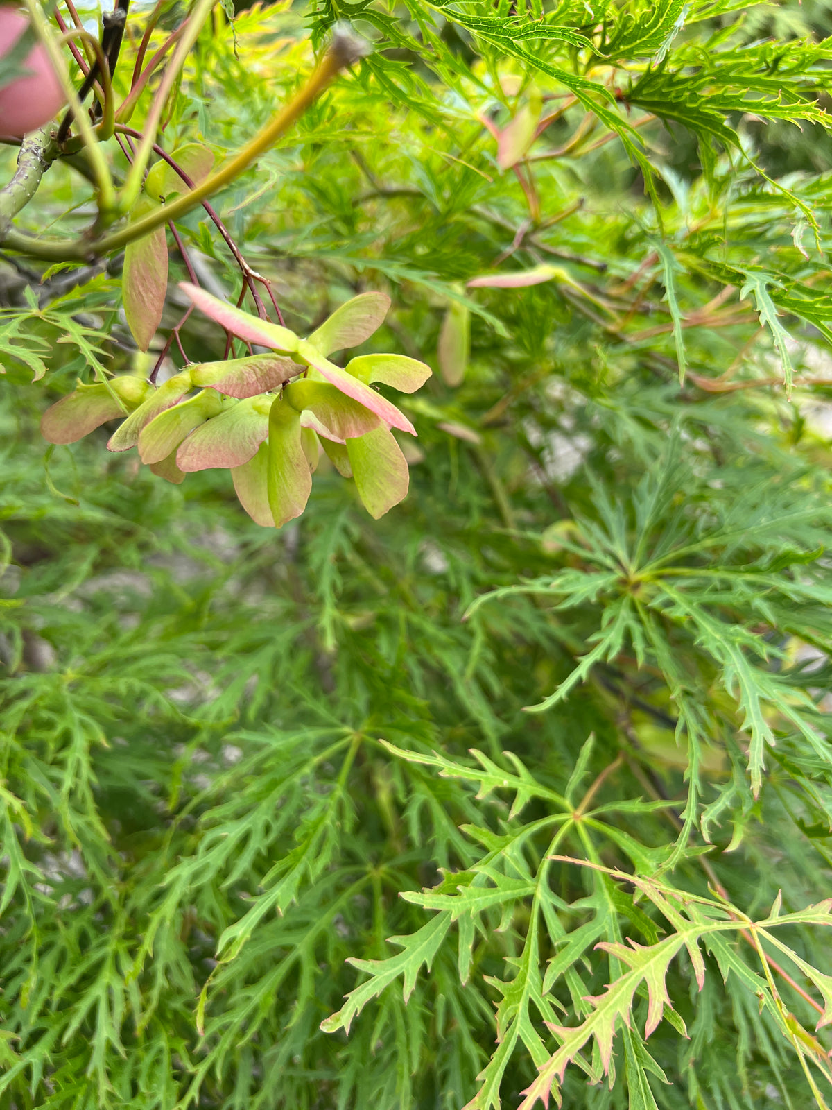 Acer pd. 'Viridis'