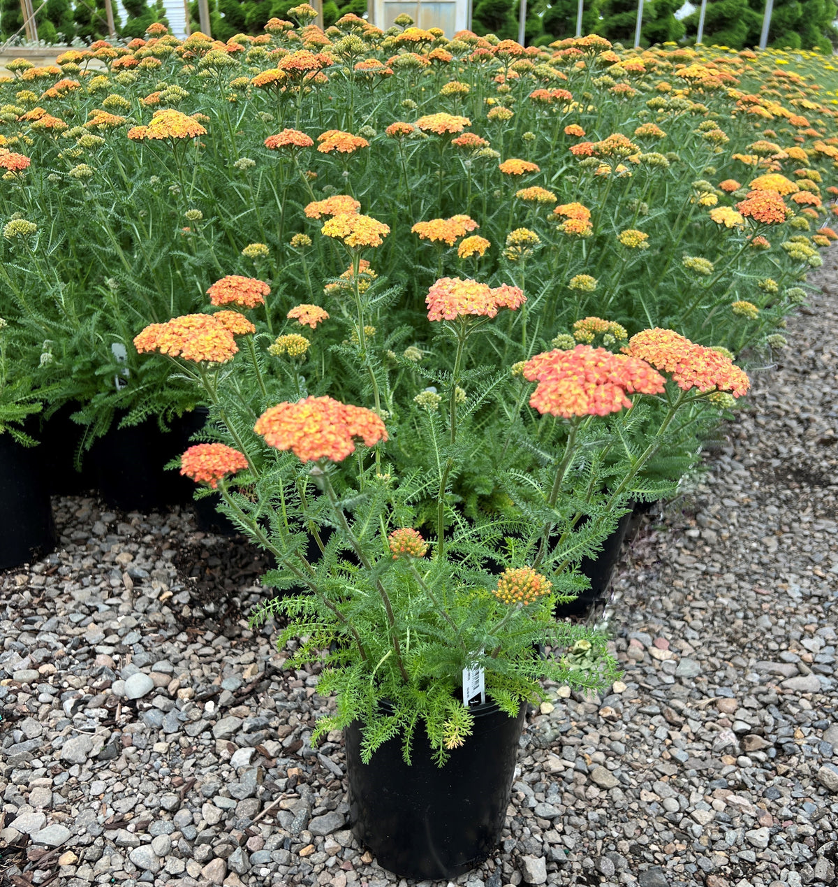 Achillea m. 'Desert Eve Terracota' (orange)
