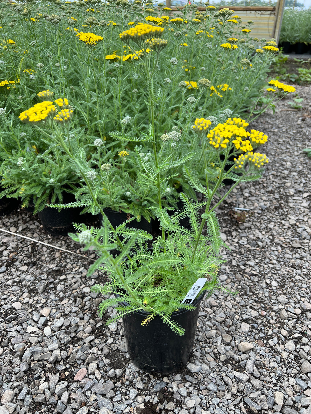 Achillea m. 'Desert Eve Yellow'