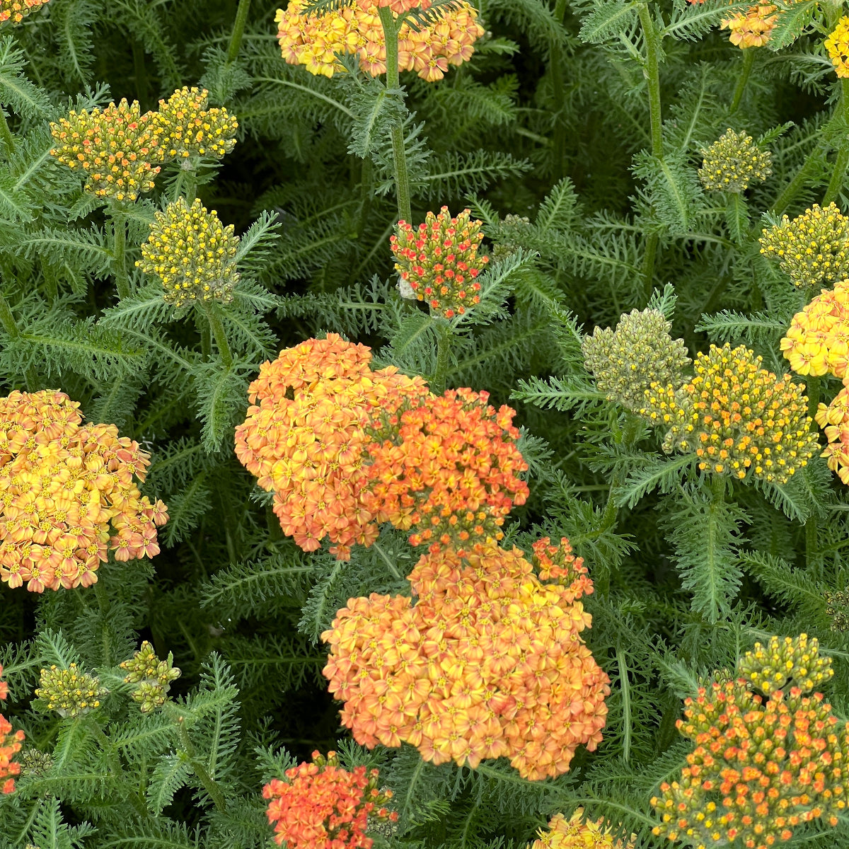Achillea m. 'Desert Eve Terracota' (orange)