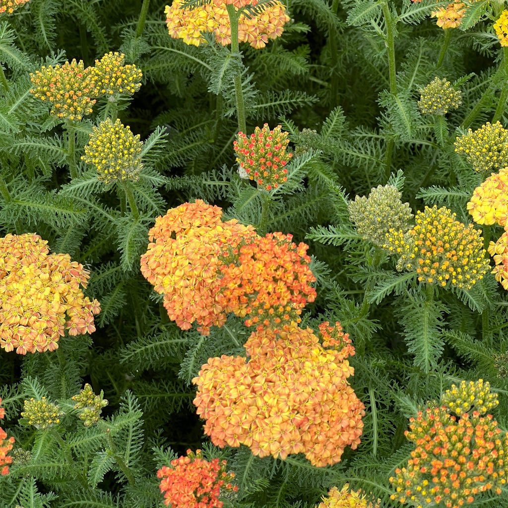 Achillea m. 'Desert Eve Terracota' (orange)