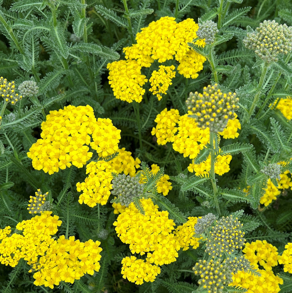 Achillea m. 'Desert Eve Yellow'