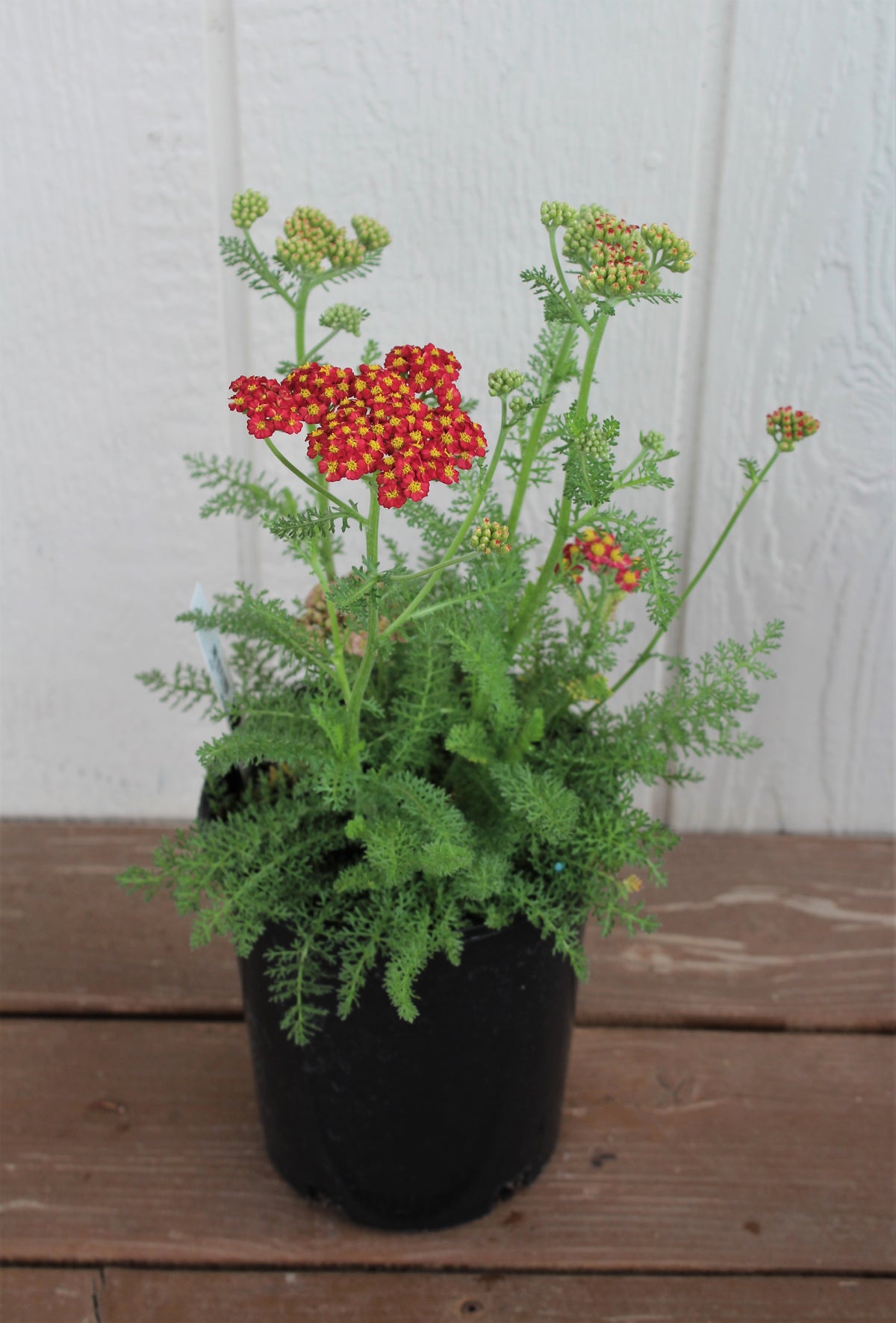 Achillea m. 'Desert Eve Red' (red)