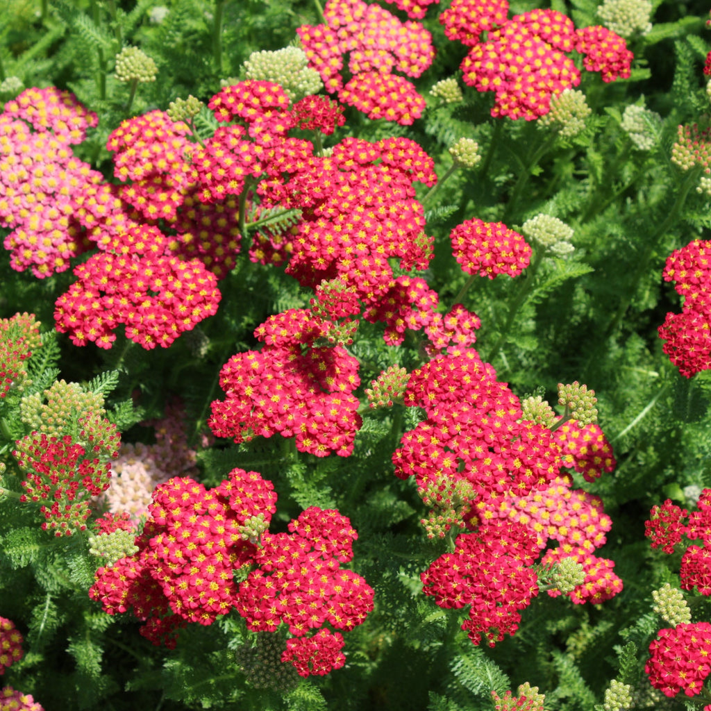 Achillea m. 'Desert Eve Red' (red)