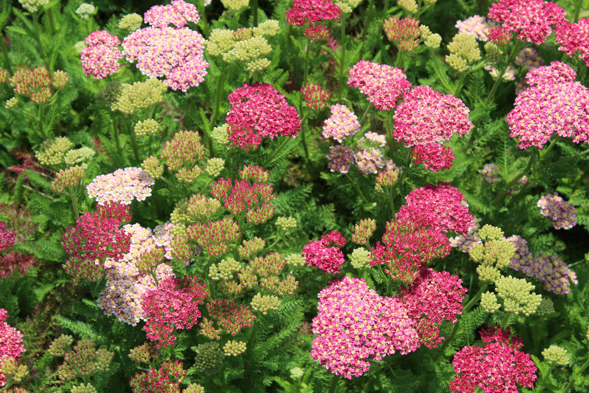 Achillea m. 'Desert Eve' ™ Deep Rose