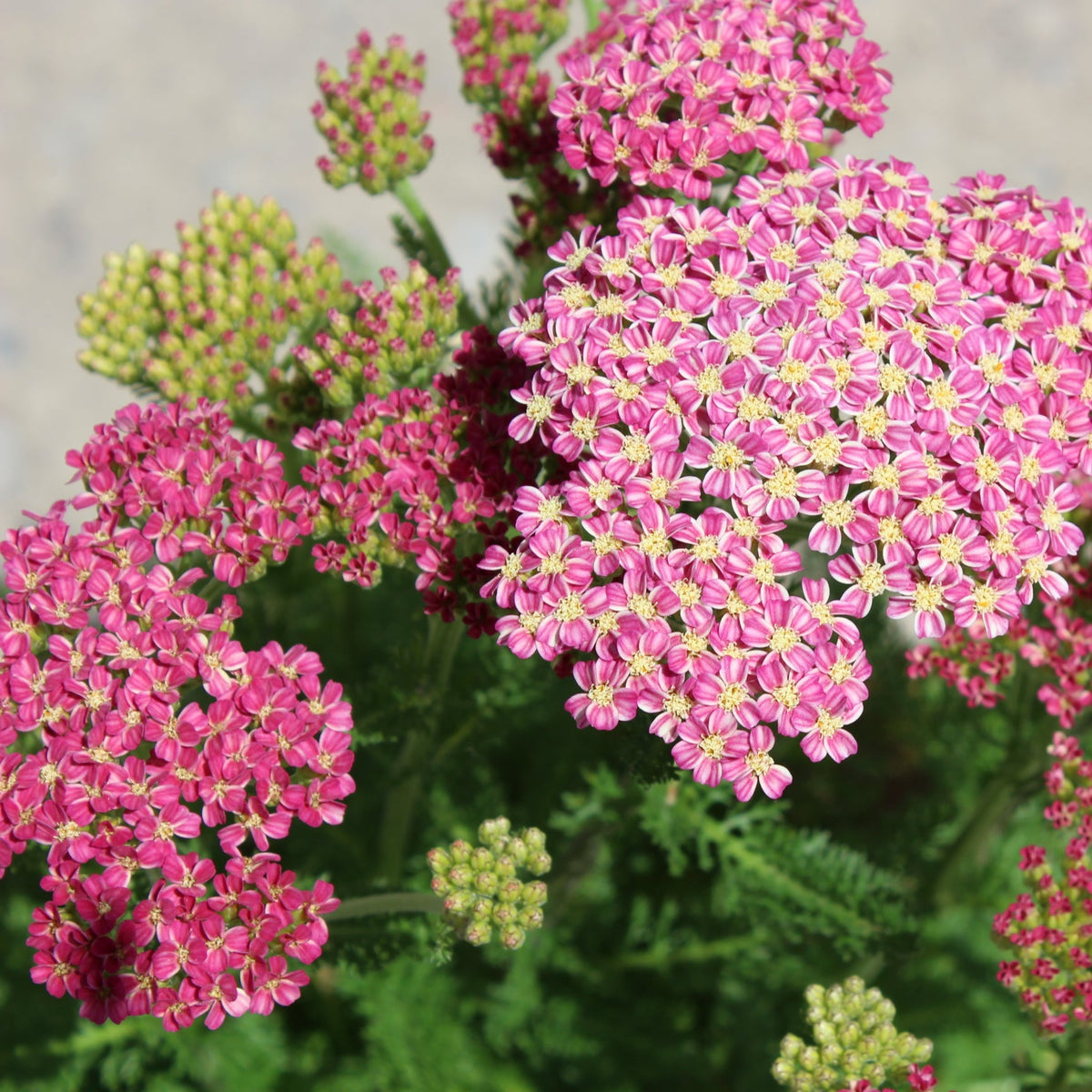 Achillea m. 'Desert Eve' ™ Deep Rose