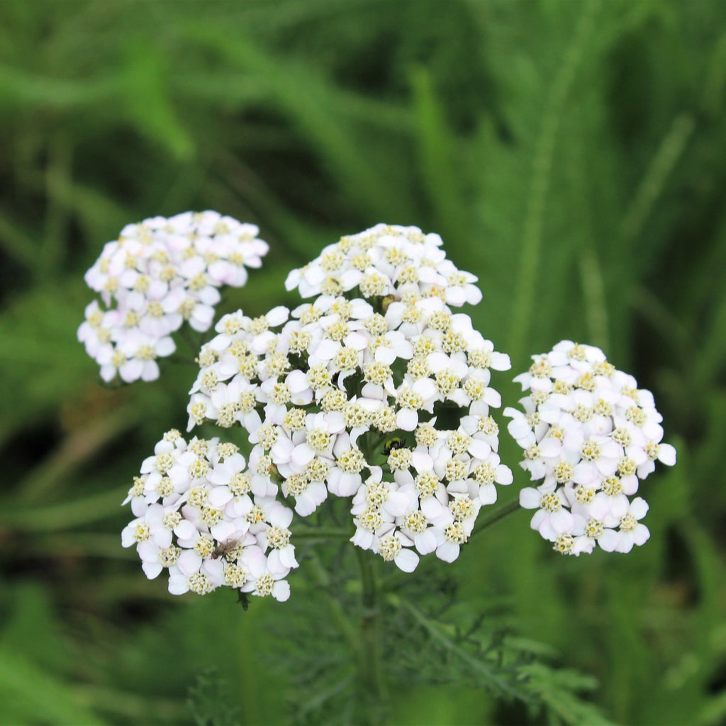 Achillea millefolium