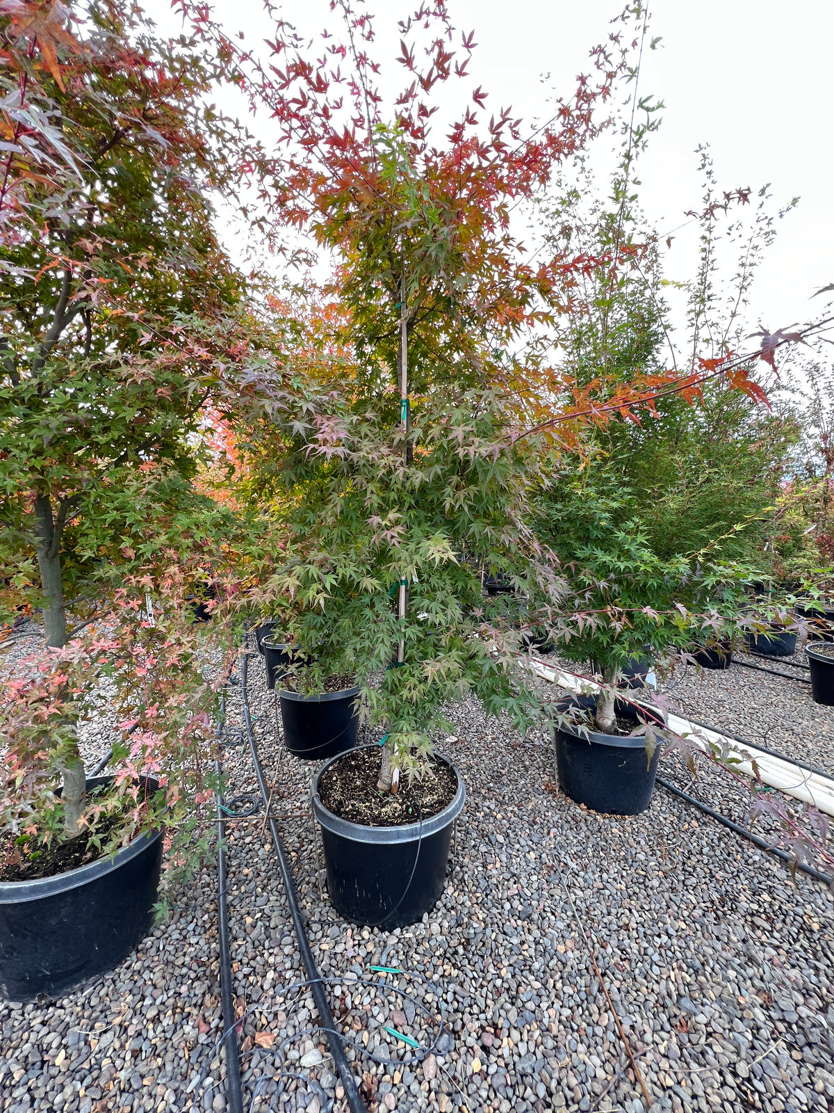 Acer palmatum 'Nishiki gawa'