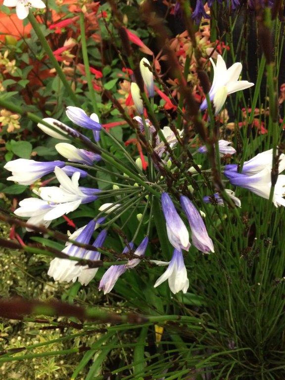 Agapanthus x 'Twister' PP25519 (blue/white)