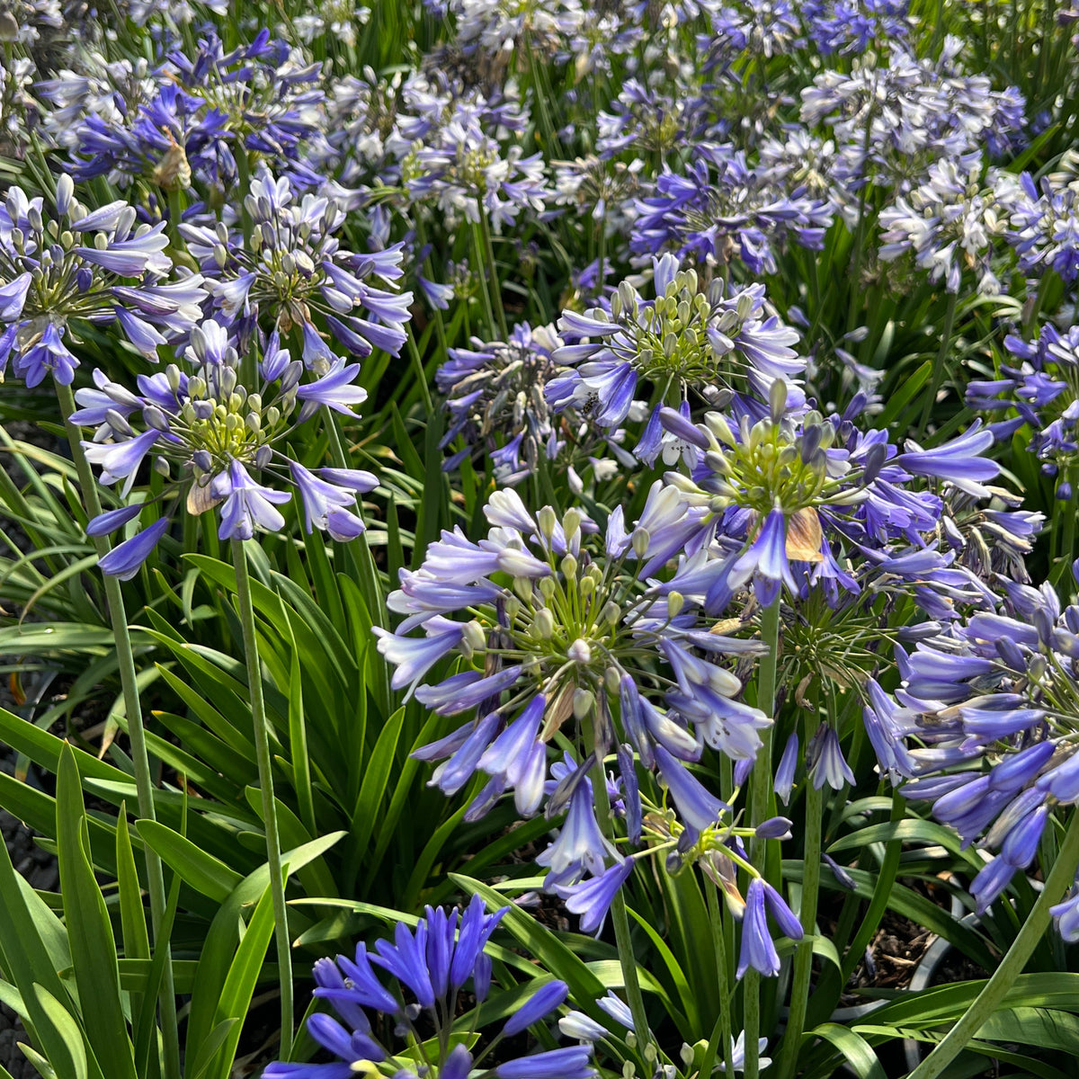 Agapanthus hybrid Ever Amethyst™ PP30163 (purple)