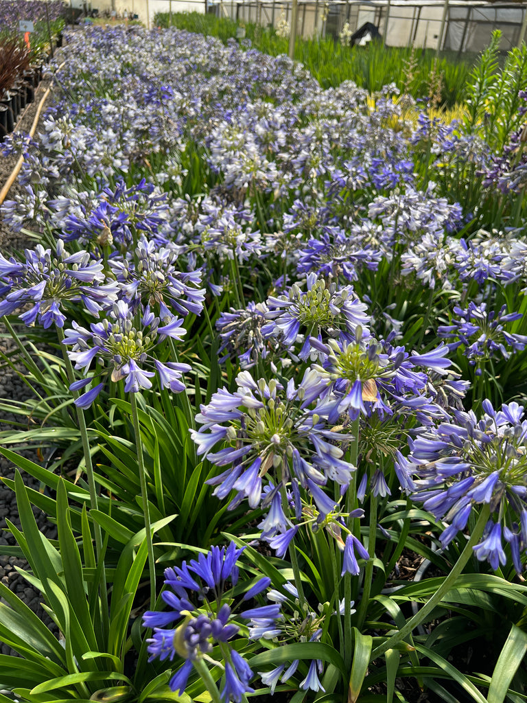 Agapanthus hybrid Ever Amethyst™ PP30163 (purple)