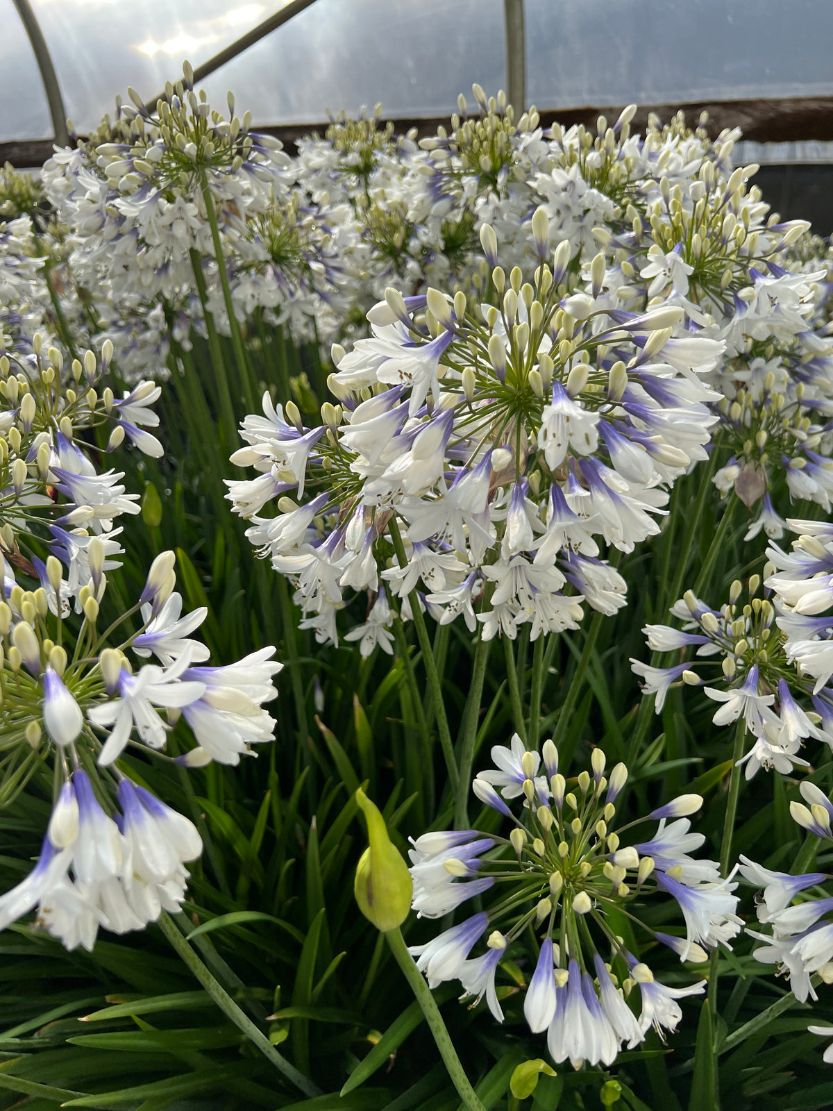 Agapanthus x 'Twister' PP25519 (blue/white)