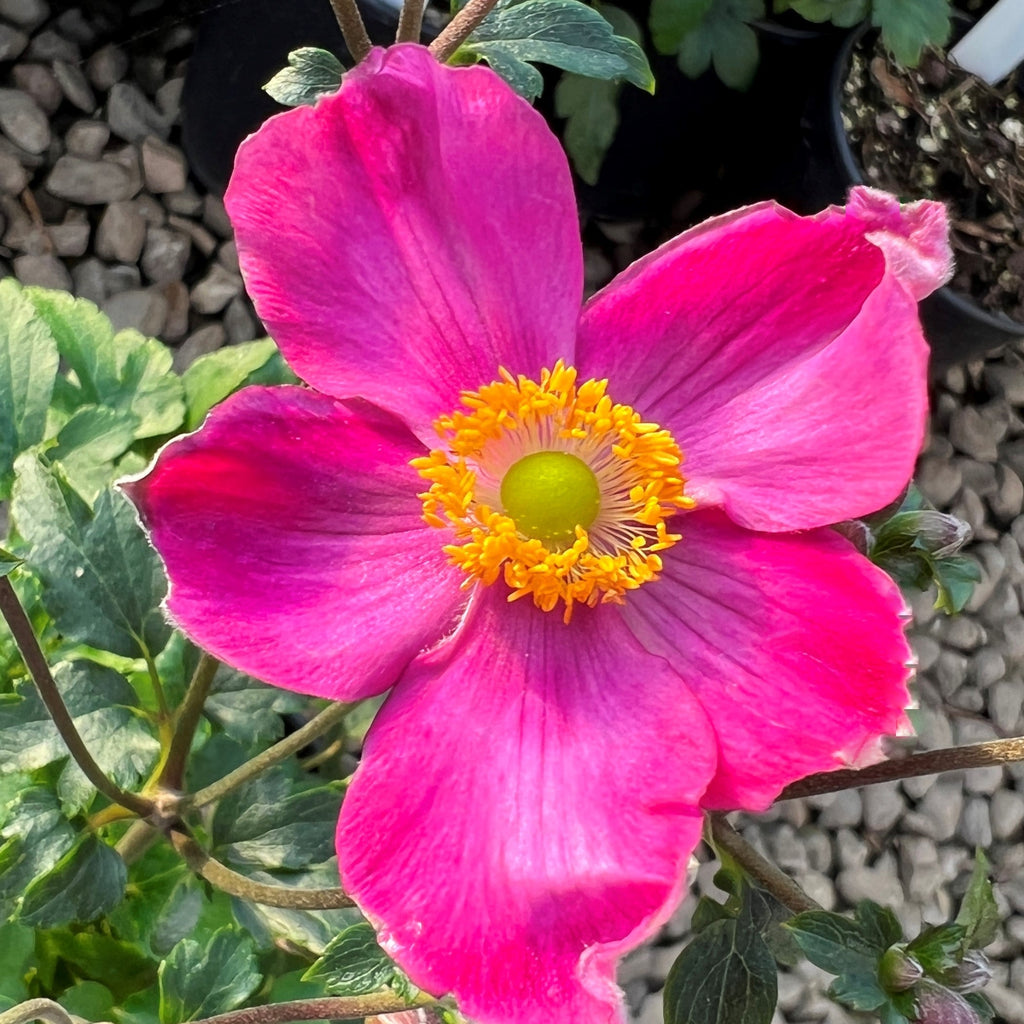 Anemone x hybrida Fantasy™ 'Red Riding Hood' PPAF (rose red)