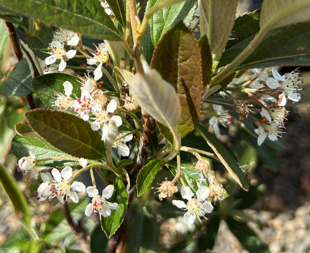 Aronia arb. 'Brilliantissima'