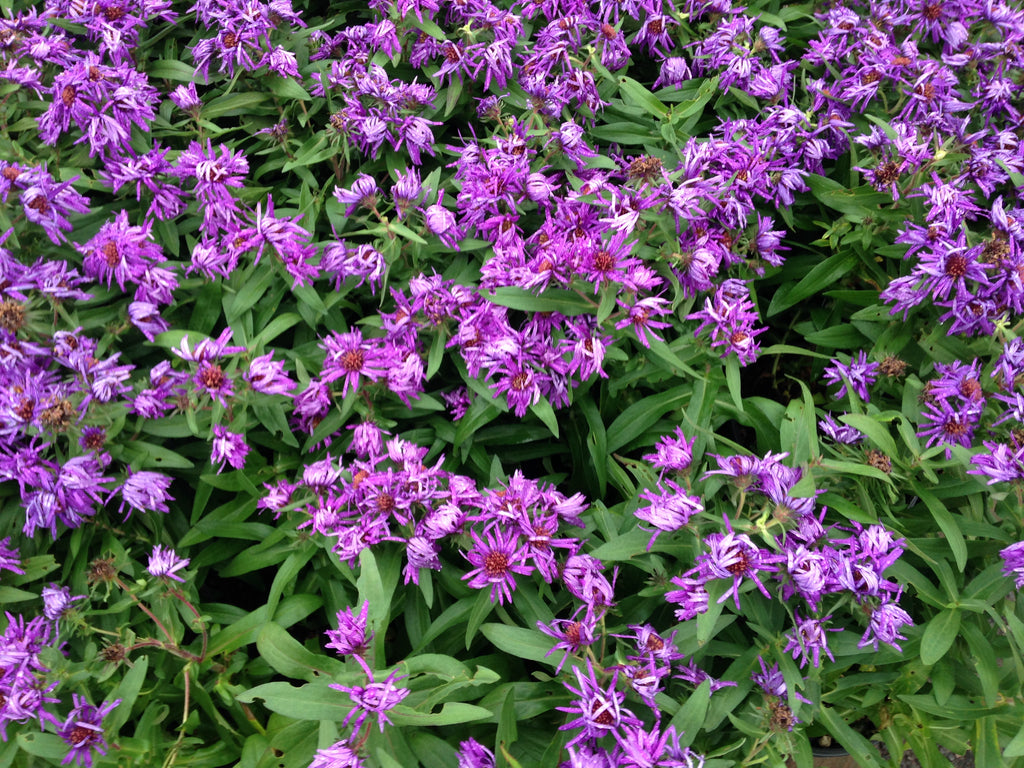 Aster novi-angliae 'Purple Dome'