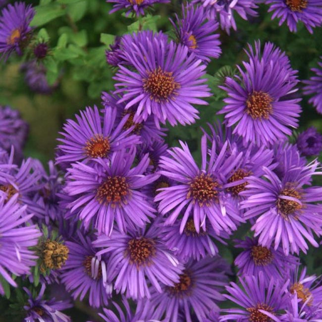 Aster novi-angliae 'Purple Dome'